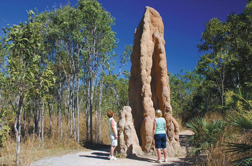 termite-mounds-litchfield-32797.jpg