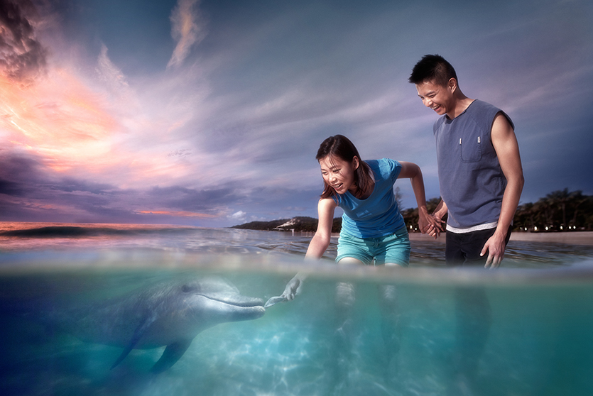 Dolphin-feeding-comp--landscape-grad-ext.jpg